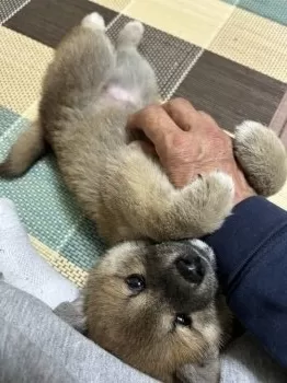 T.M 様のお迎えした子犬