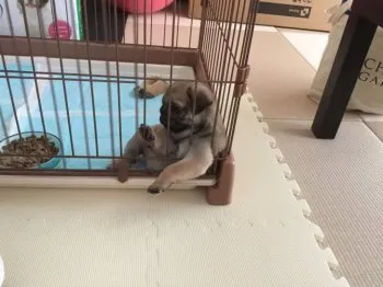 Y.K 様のお迎えした子犬