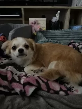 A.I 様のお迎えした子犬