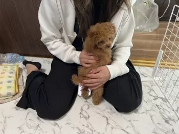 K.T 様のお迎えした子犬