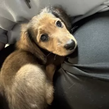 ひびママ 様のお迎えした子犬