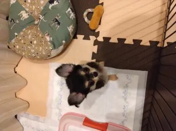 TOM 様のお迎えした子犬