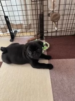 K.O 様のお迎えした子犬