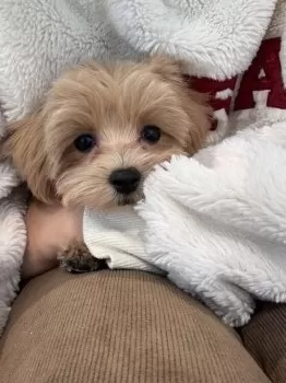 まな 様のお迎えした子犬