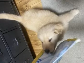 I.N 様のお迎えした子犬