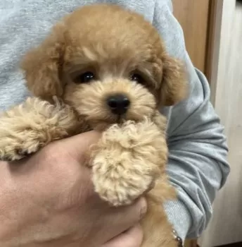 A.E 様のお迎えした子犬