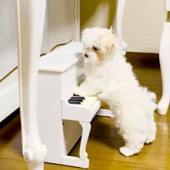 Y.N 様のお迎えした子犬