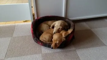 とも＆ゆう 様のお迎えした子犬