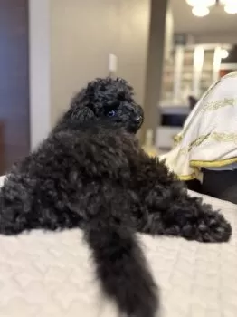 A.O 様のお迎えした子犬