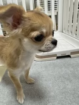 Gelatoni630 様のお迎えした子犬