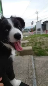 K 様のお迎えした子犬