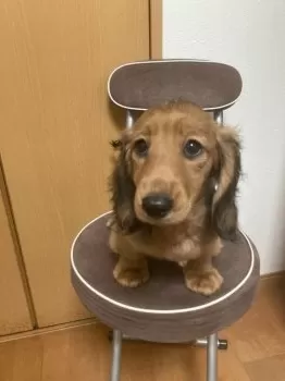 こま母 様のお迎えした子犬