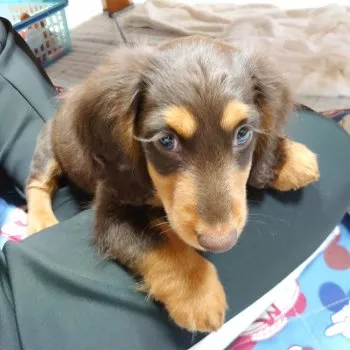 ルルくん 様のお迎えした子犬