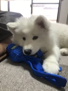 M.N 様のお迎えした子犬