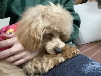 M.N 様のお迎えした子犬