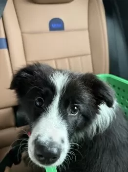 Y.A 様のお迎えした子犬