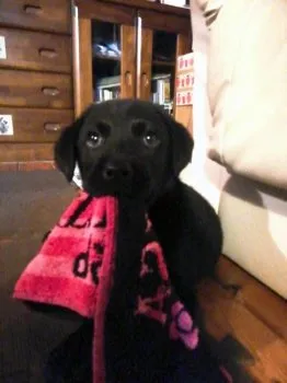 T.S 様のお迎えした子犬