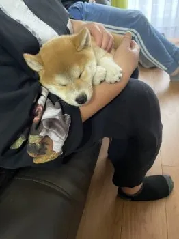 Y.N 様のお迎えした子犬
