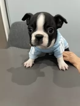 H.M 様のお迎えした子犬