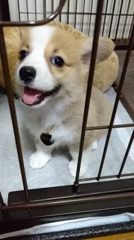 Corvina♡ 様のお迎えした子犬