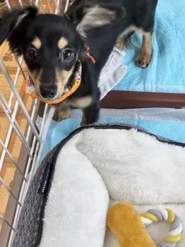 T.T 様のお迎えした子犬