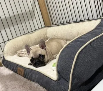 まり 様のお迎えした子犬