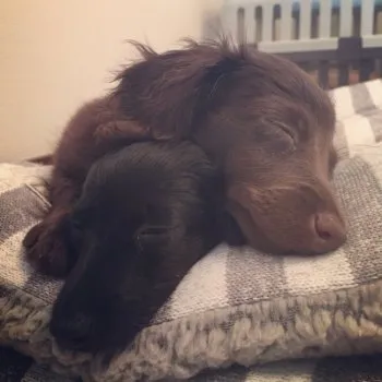 ダックスLOVE 様のお迎えした子犬