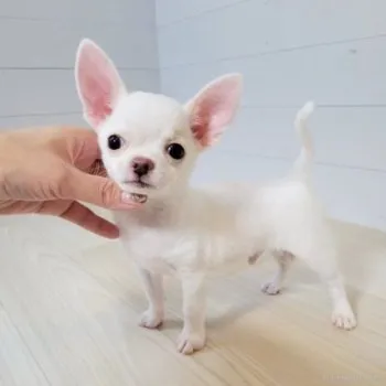 ケン 様のお迎えした子犬