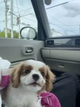 K.U 様のお迎えした子犬