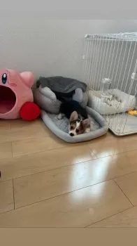 R.Y 様のお迎えした子犬