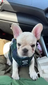 C.G 様のお迎えした子犬