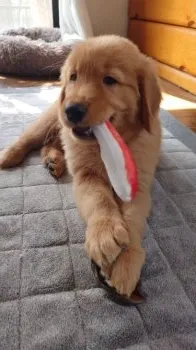 R.N 様のお迎えした子犬