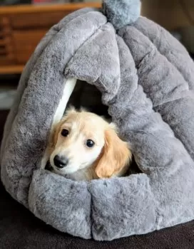 S.I 様のお迎えした子犬