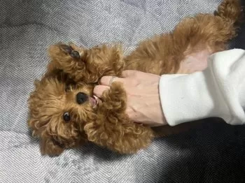 Y.T 様のお迎えした子犬