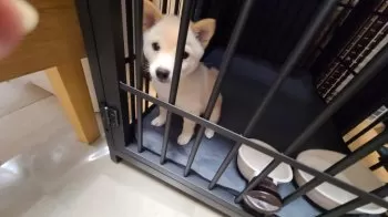 S.T 様のお迎えした子犬