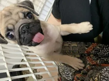 S.S 様のお迎えした子犬