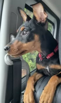 M.T 様のお迎えした子犬