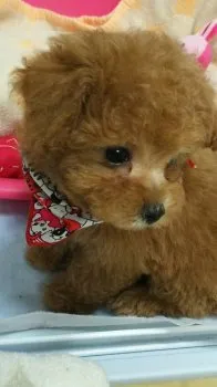 ロビン＆プリン 様のお迎えした子犬