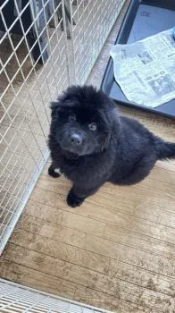 M.S 様のお迎えした子犬