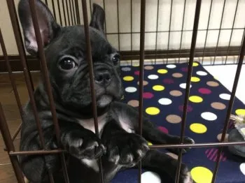 ピルエット 様のお迎えした子犬