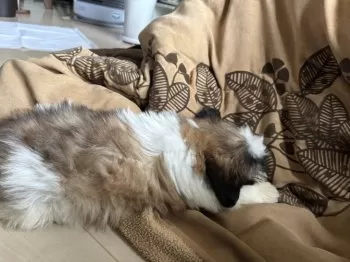 ニイツマッスル 様のお迎えした子犬