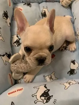 S.K 様のお迎えした子犬