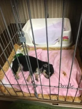 虎さん 様のお迎えした子犬