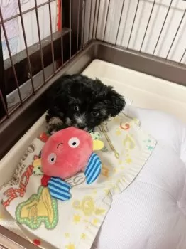 Min- 様のお迎えした子犬