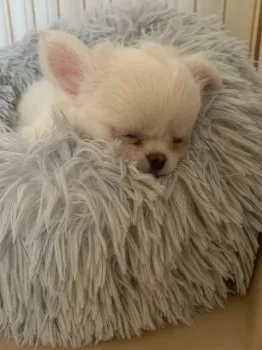 A.Y 様のお迎えした子犬