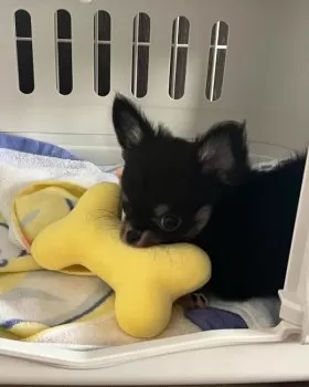 ちびぐりーん 様のお迎えした子犬
