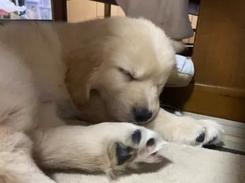 alisa1119 様のお迎えした子犬