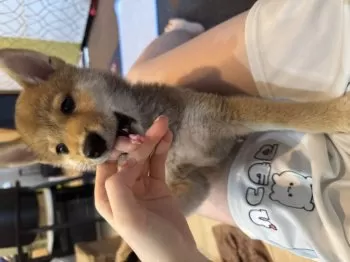 ばーしー 様のお迎えした子犬