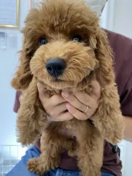 チッチ 様のお迎えした子犬