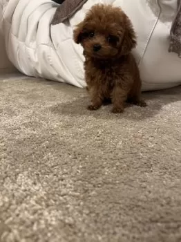 むぅ 様のお迎えした子犬